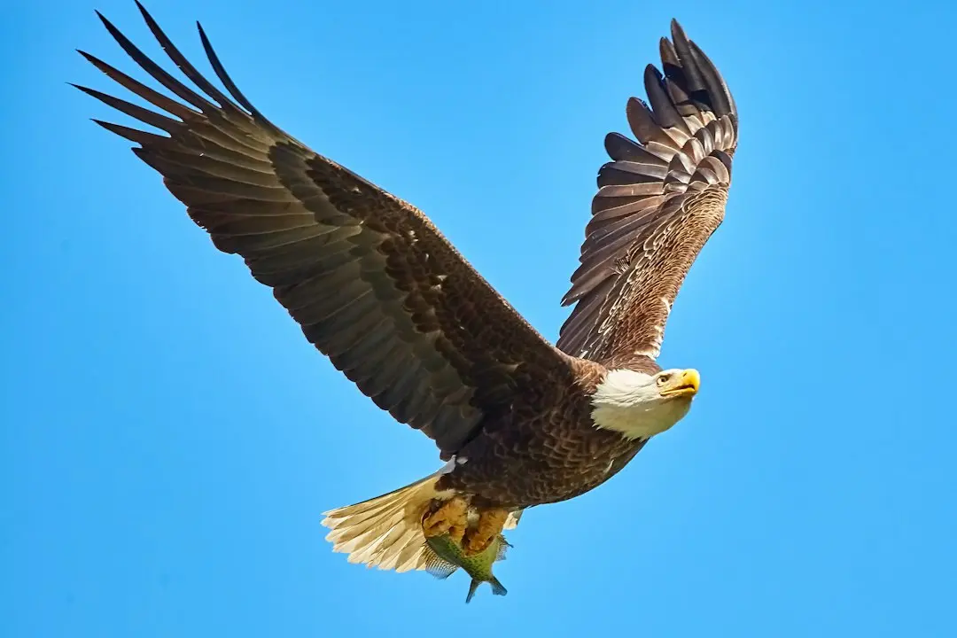 Eagletii de Aur se pregătesc de reacție după înfrângerea cu Niger, înainte de duelul cu Côte d'Ivoire